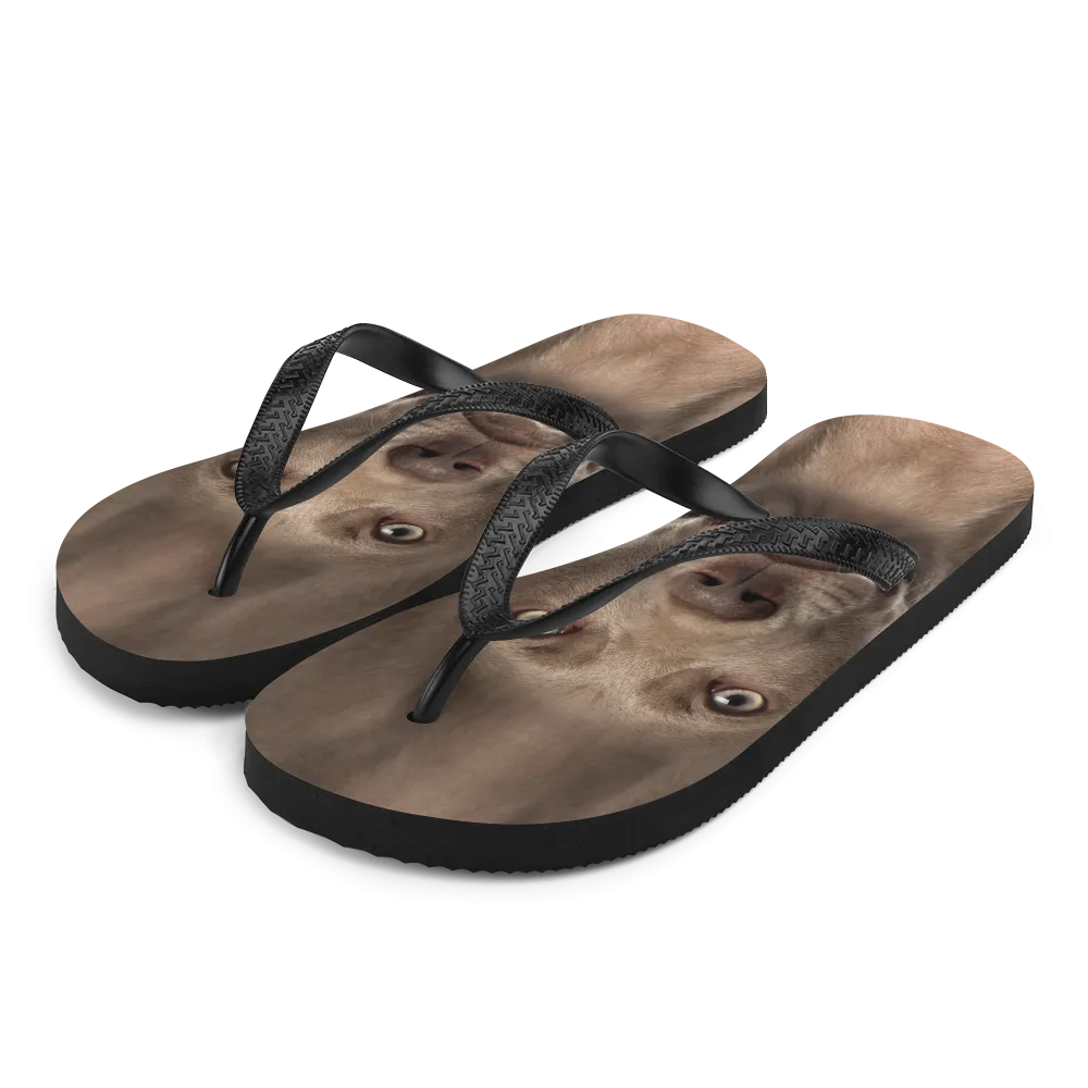 Weimaraner Dog Flip-Flops